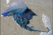 Physalia physalis опасна даже на берегу. // jaxshells.org