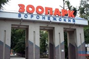 Зоопарк сформирует новую коллекцию птиц. // novostivoronezha.ru