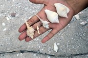 Туристы забирают с собой ракушки на память о Таиланде. // siamtheguide.com