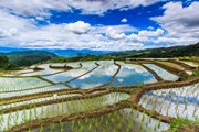 Рисовые поля во Вьетнаме // apiguide, shutterstock