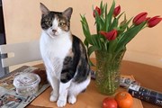 Korean Air ввела программу лояльности для котов и собак // Юрий Плохотниченко