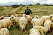Гости могут помогать пастухам на горных пастбищах. // georgianjournal.ge