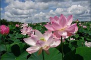 Лотос - символ Калмыкии // Elista.Org