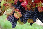 Чешские вина можно будет сравнить с импортными. // czechtourism.com