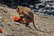 На Пхукете слишком много диких обезьян. // phuket101.net