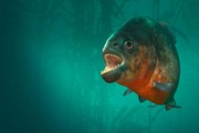 В аквариуме содержатся 10 тысяч пресноводных рыб. // aquatis.ch