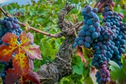 Осень - винная пора. // chipolletto.com