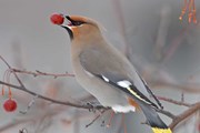 В регионе развивают экотуризм. // audubon.org