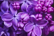 Сирень расцвела в зимнем Петербурге. // flowermeaning.com