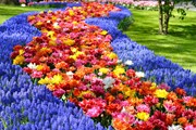 Кёкенхоф - известнейший сад мира. // dutchgrown.com