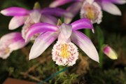 Открытие музея намечено на 18 мая. // orchids-museum.ru