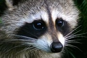 Еноты ждут гостей. // glogster.com