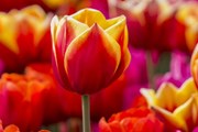 Сотни тысяч тюльпанов растут в двух итальянских весенних садах. // tulipani-italiani.it